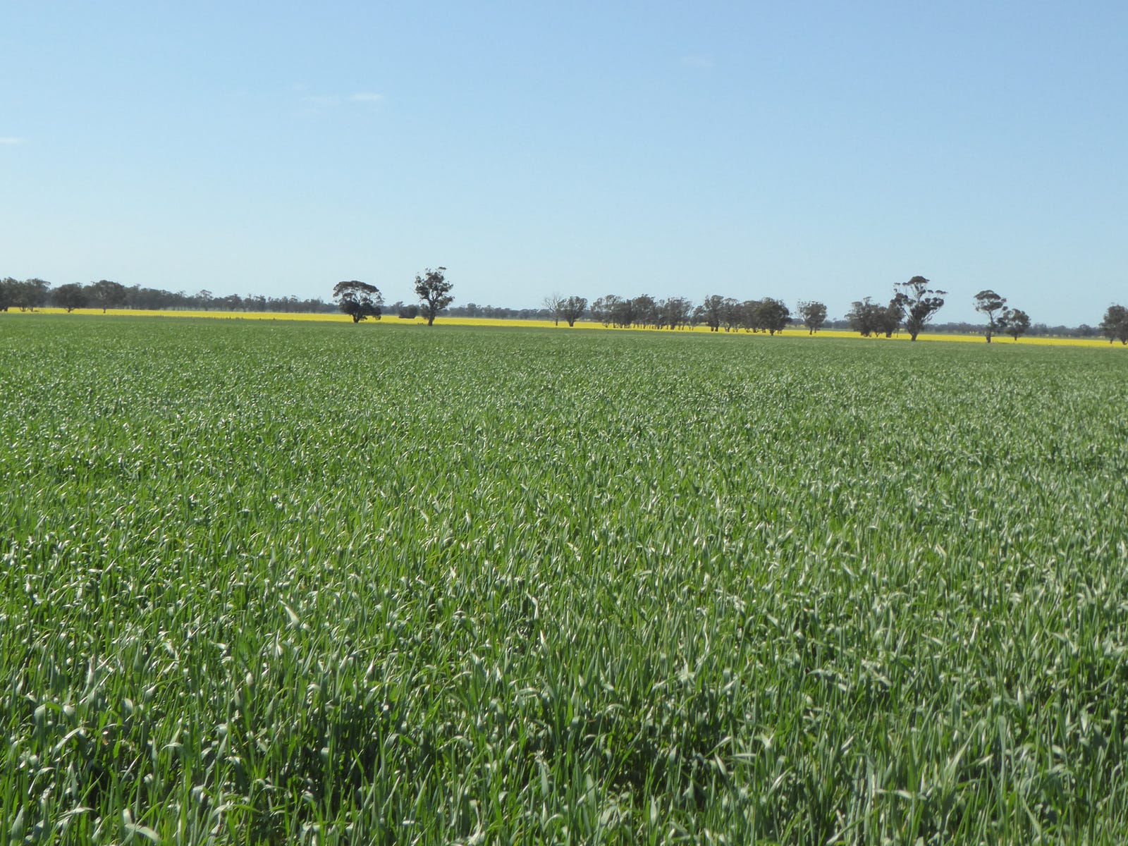 Business For Sale: Bordertown South, SA 5268