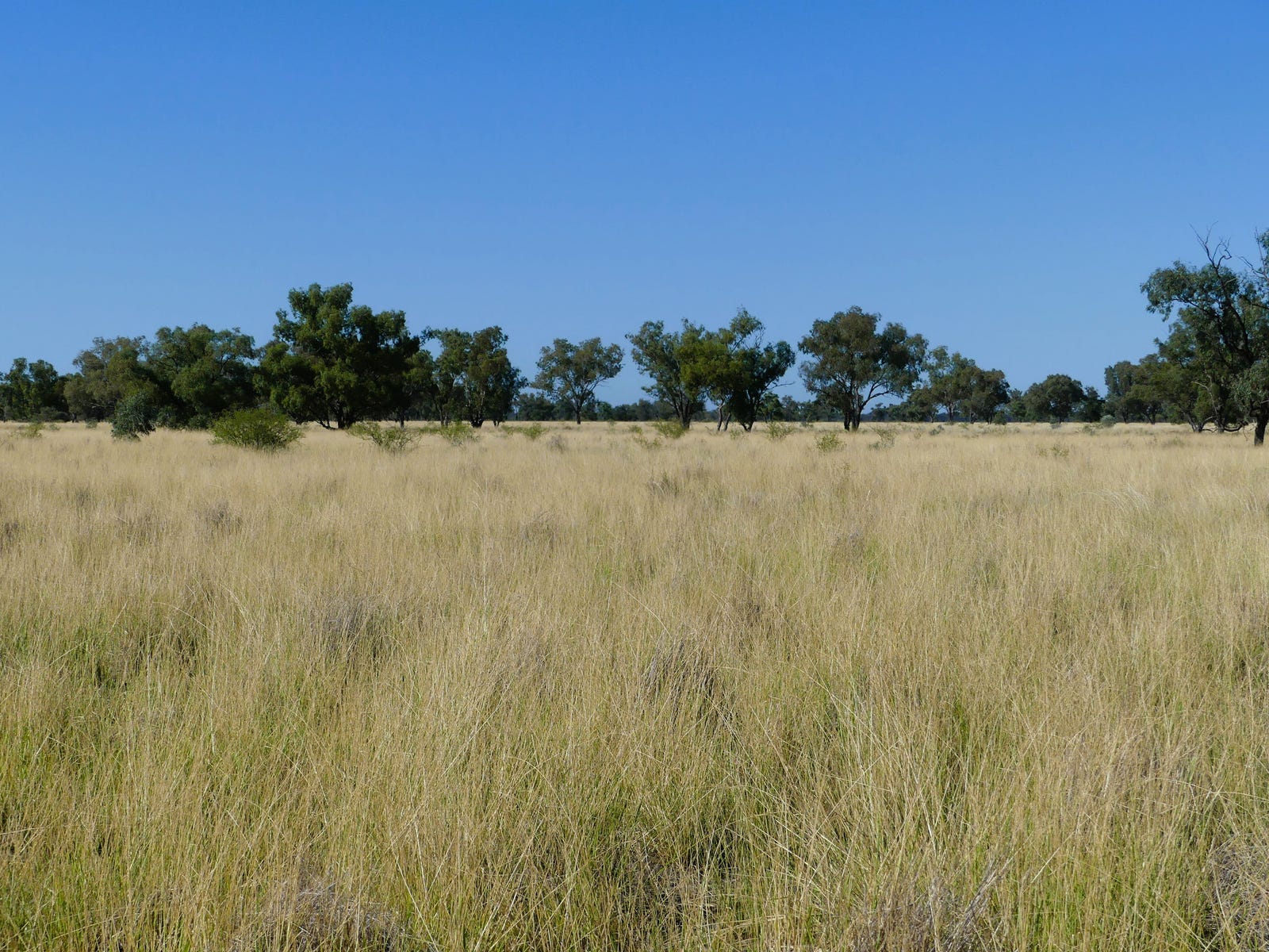 Business For Sale: Thallon, Qld 4497