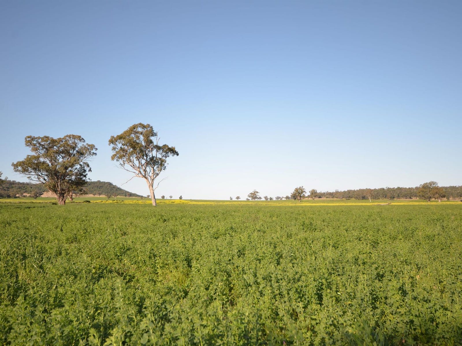 Business For Sale: Gunnedah, NSW 2380