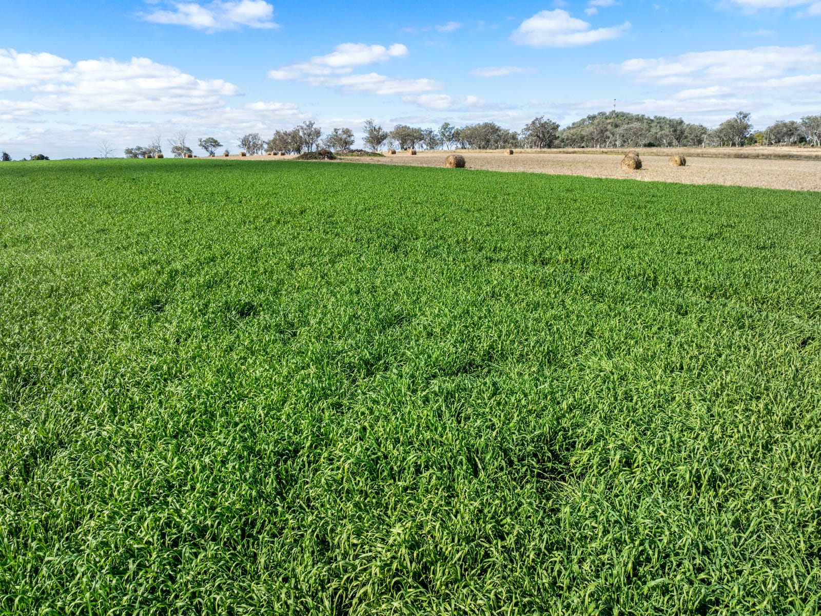 Business For Sale: Linthorpe, Qld 4356