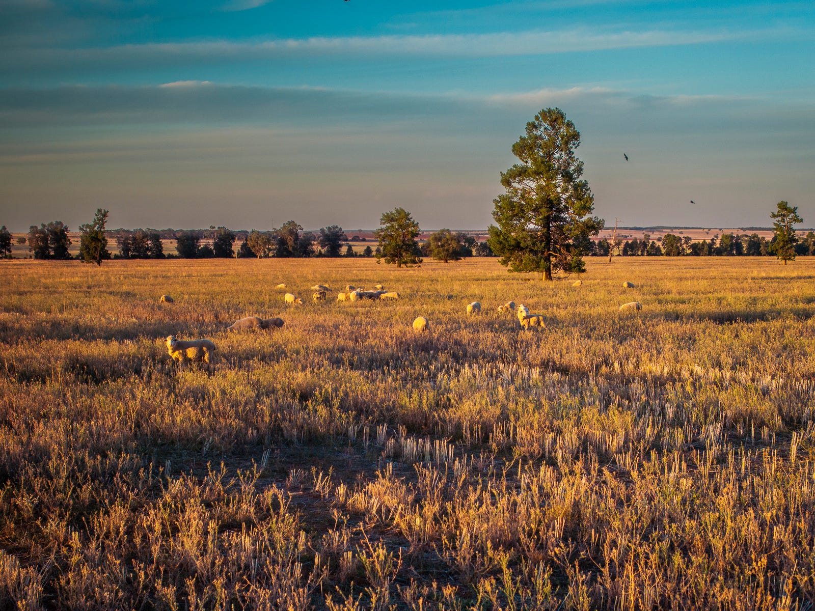 Business For Sale: Tottenham, NSW 2873