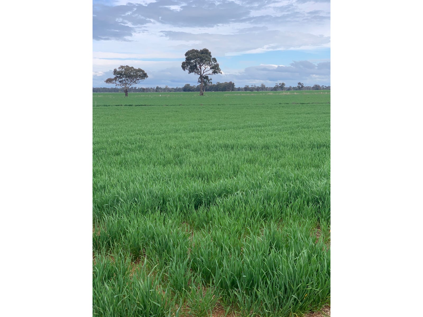 Business For Sale: Rochester, Vic 3561