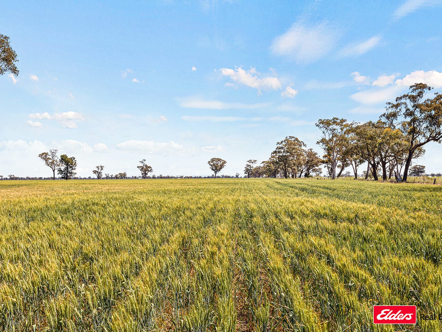 Business For Sale: Young, NSW 2594