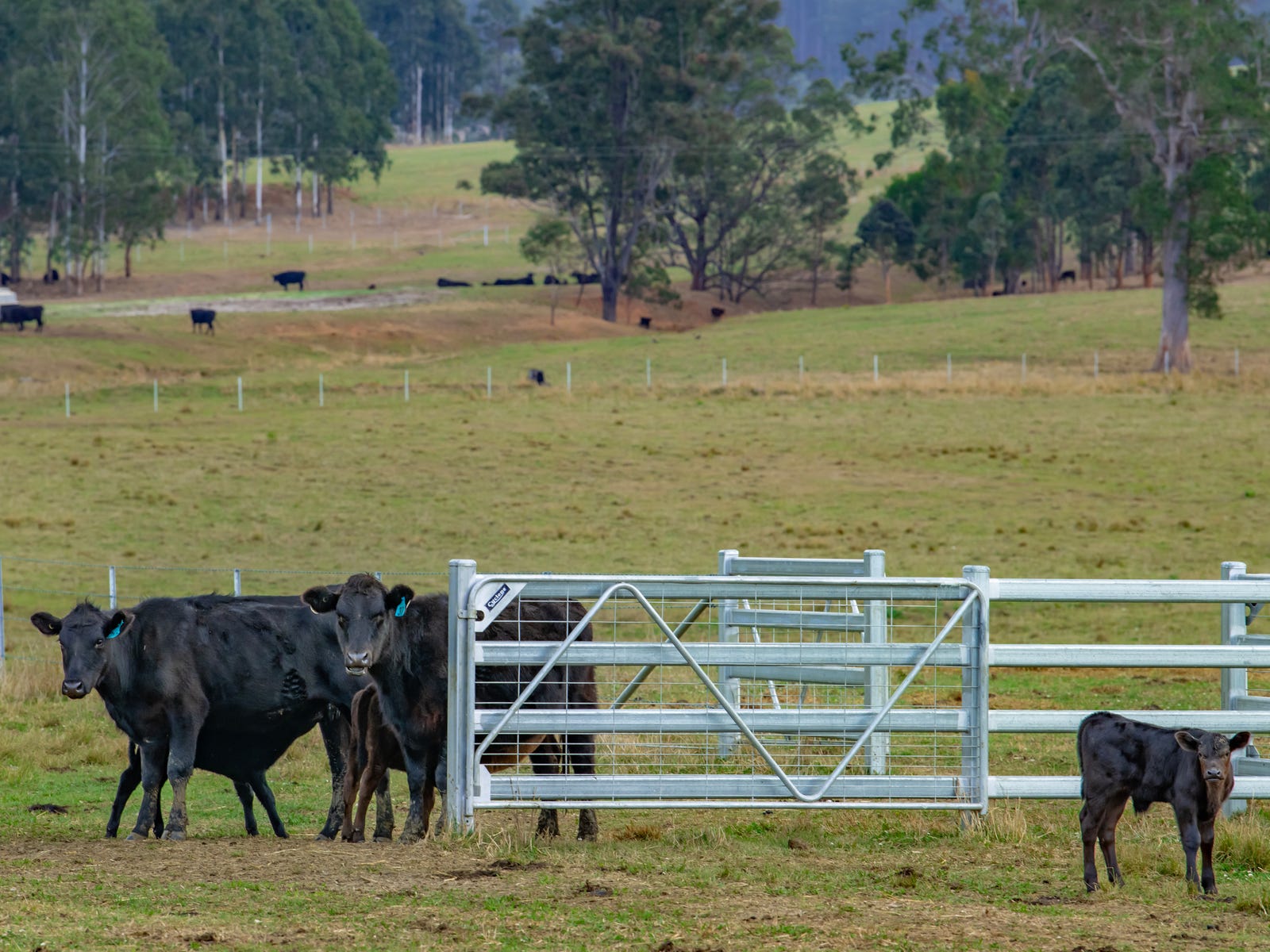 Business For Sale: Bonalbo, NSW 2469