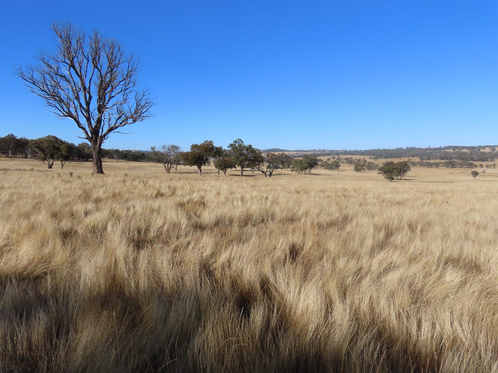 Business For Sale: Wellingrove, NSW 2370