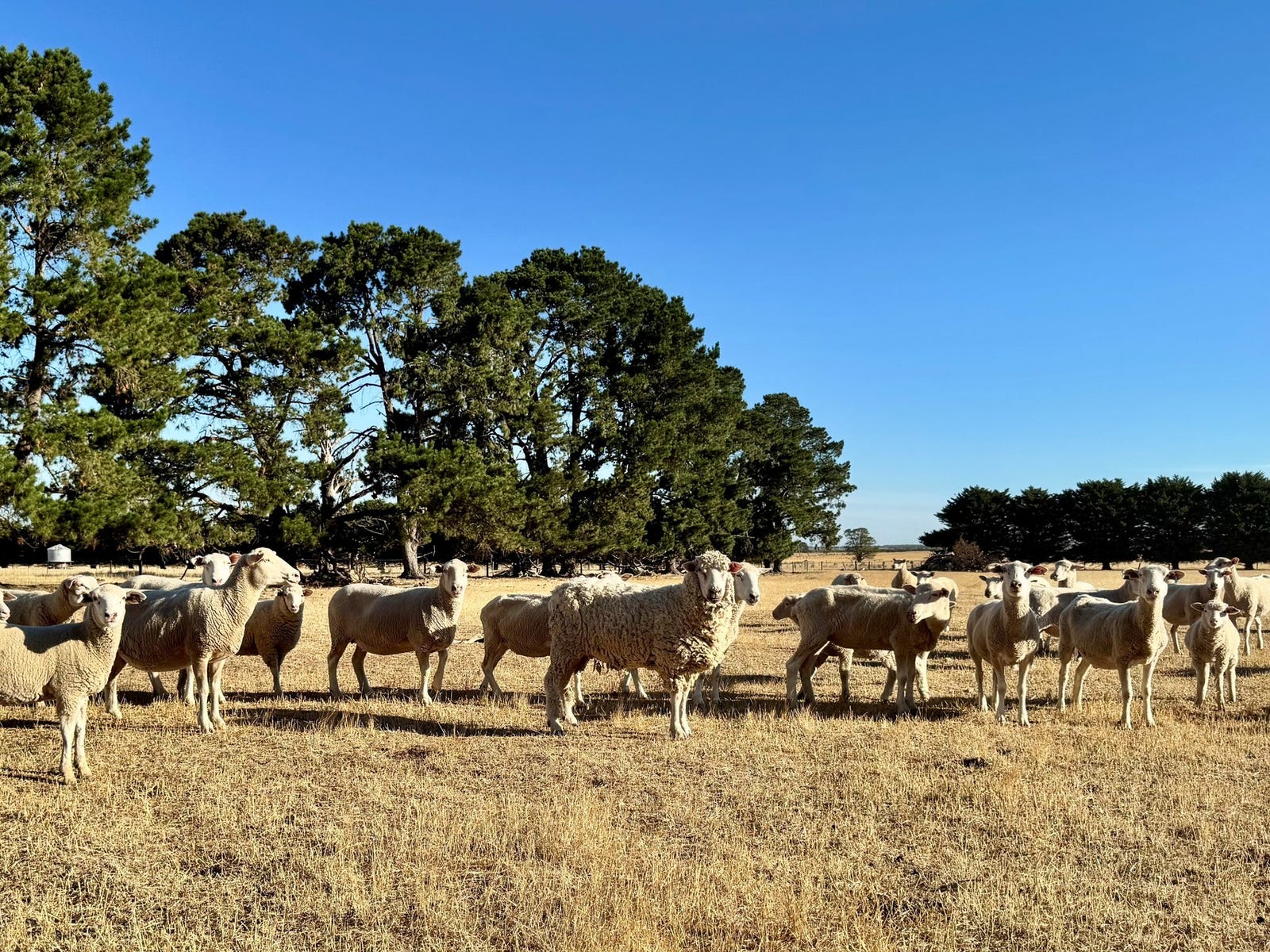Business For Sale: Woorndoo, Vic 3272