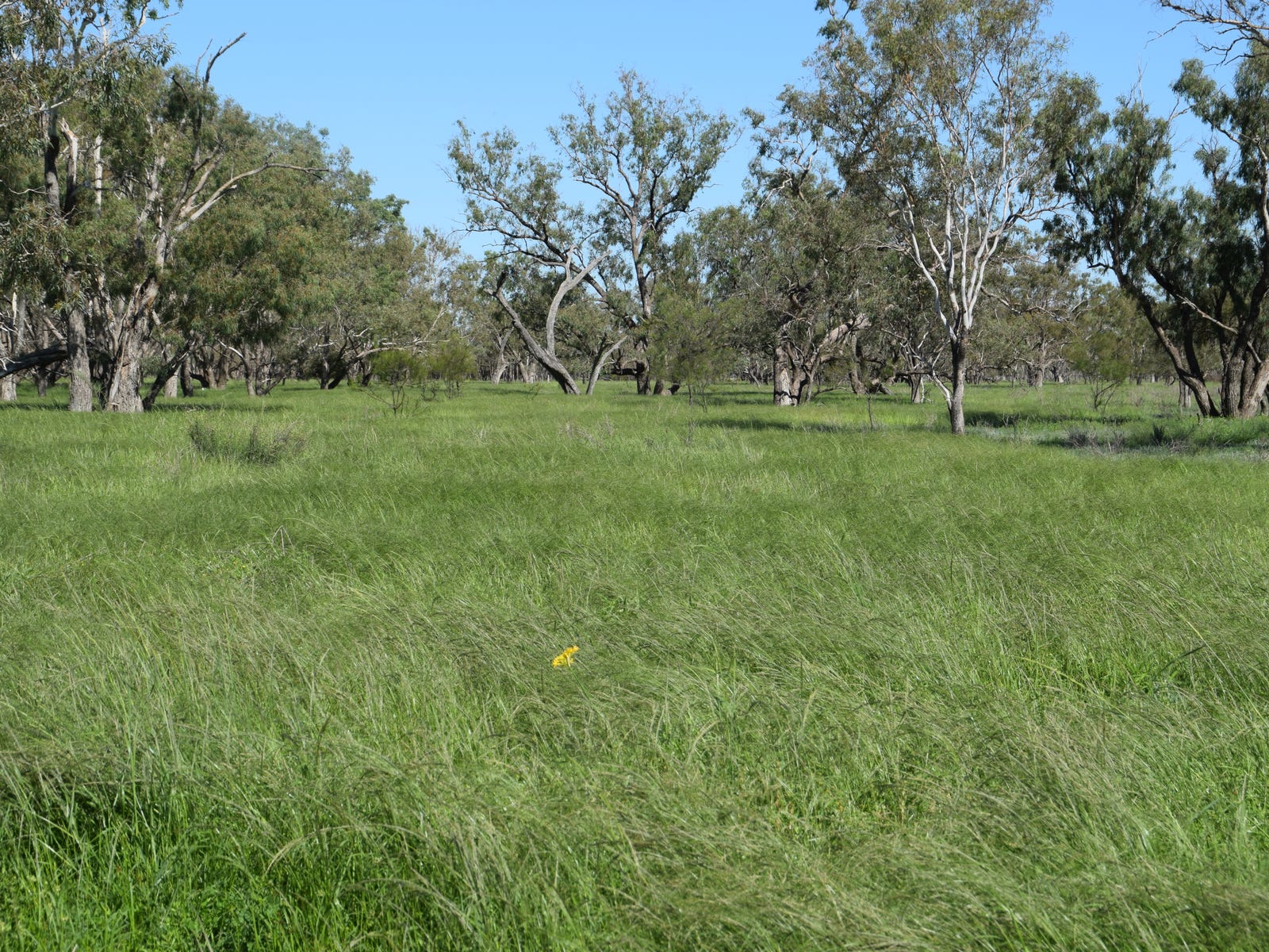 Business For Sale: Walgett, NSW 2832