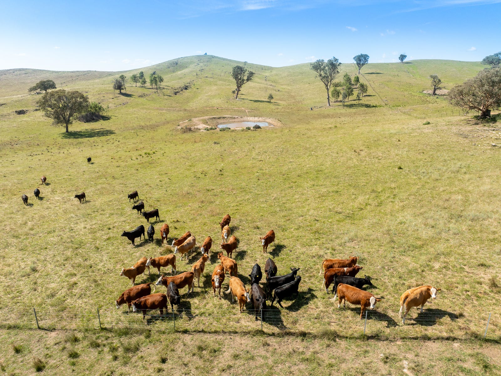 Business For Sale: Euchareena, NSW 2866