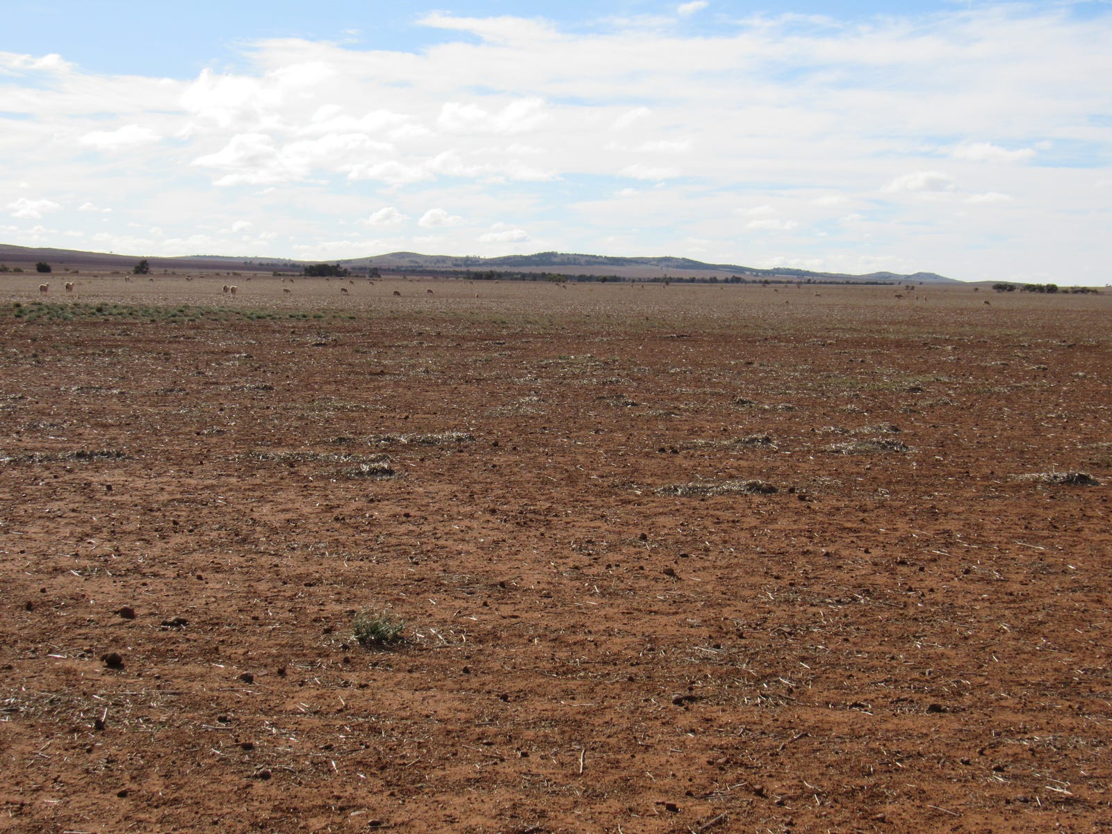 Business For Sale: Coomooroo, SA 5431
