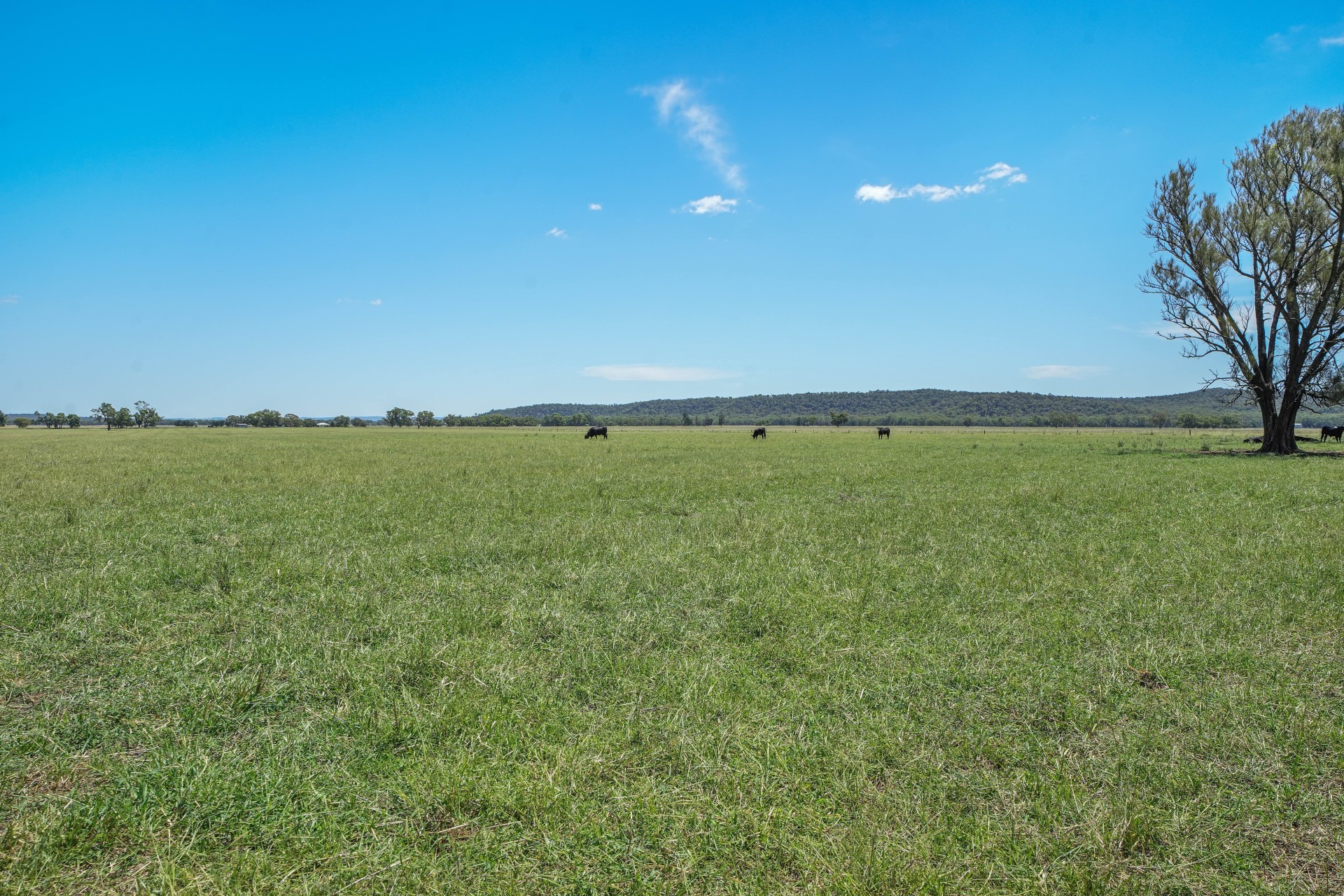 Business For Sale: Neilrex, NSW 2831