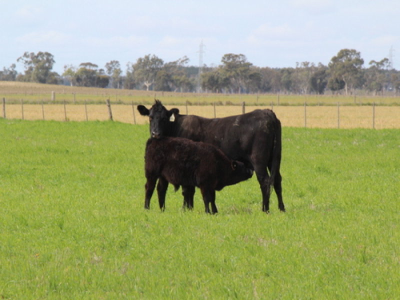 Business For Sale: Keith, SA 5267