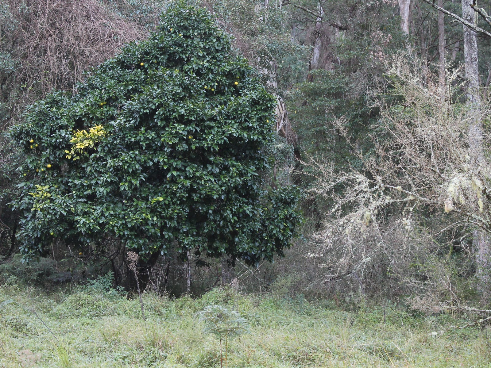 Business For Sale: Braidwood, NSW 2622