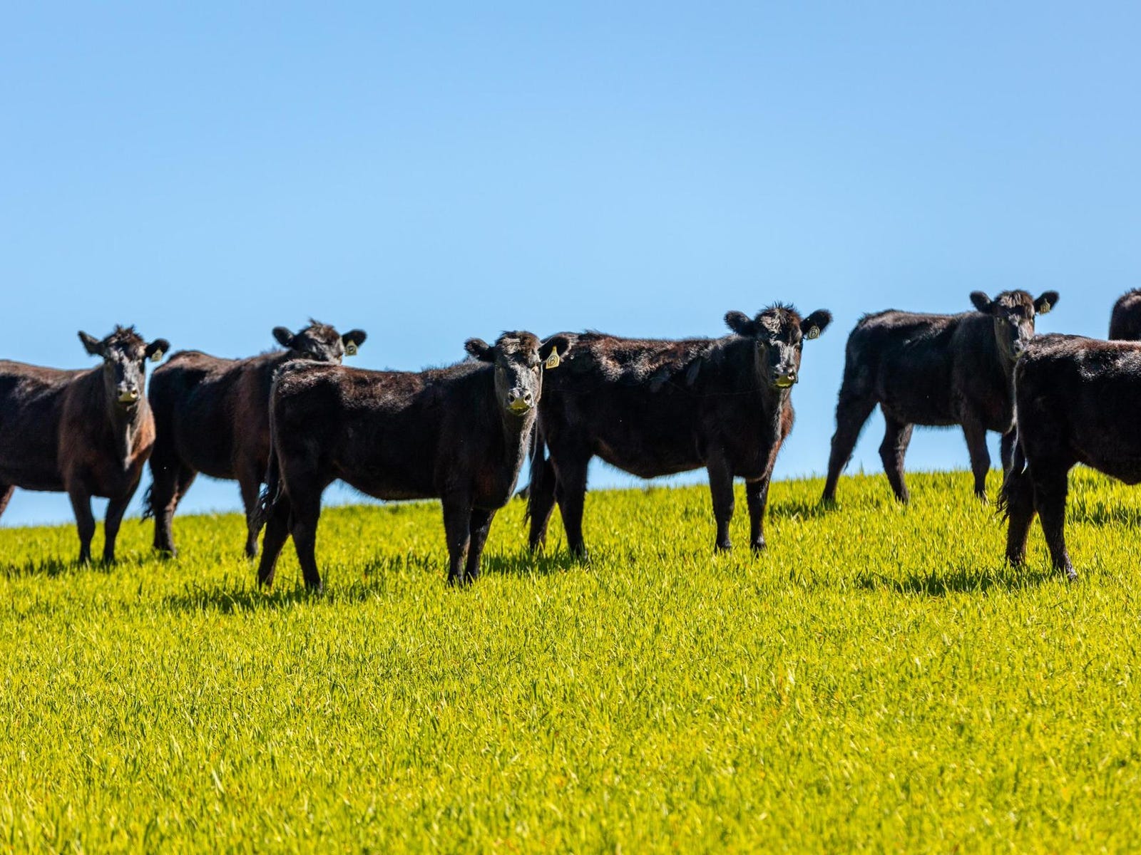 Business For Sale: Wagga Wagga, NSW 2650