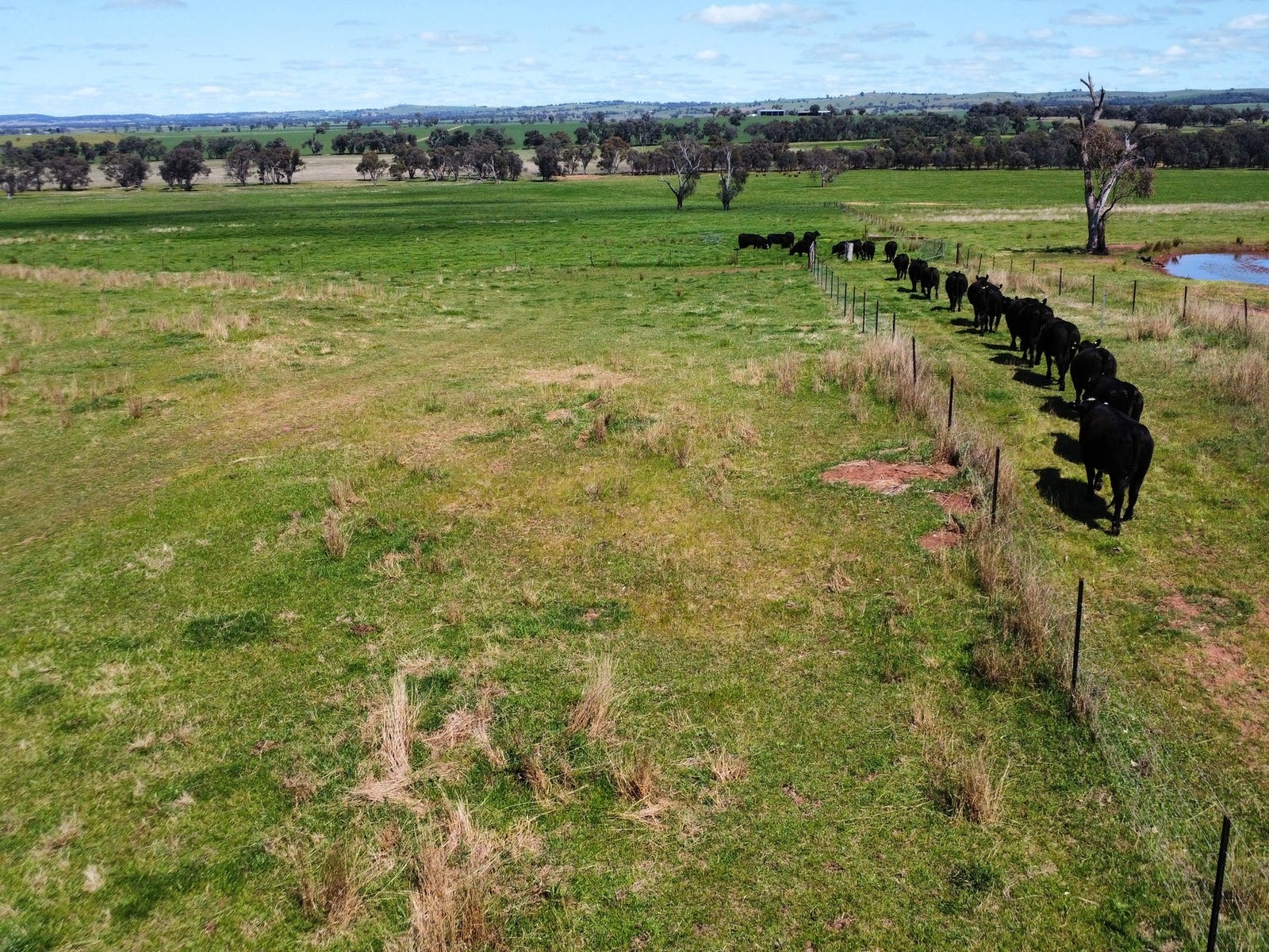Business For Sale: Young, NSW 2594
