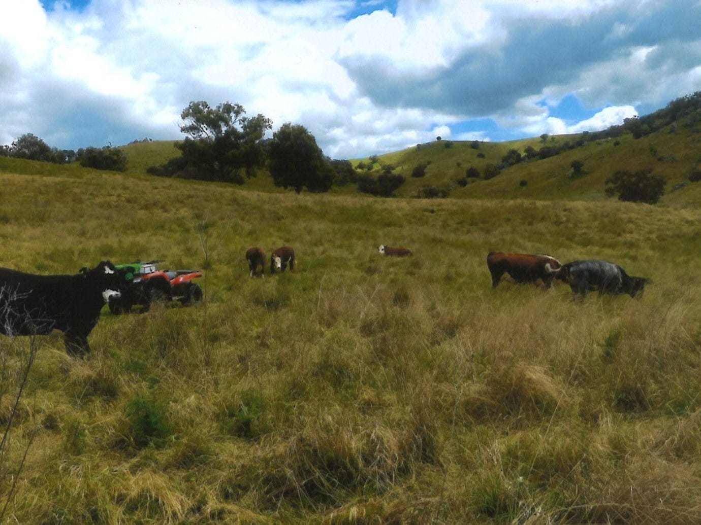Business For Sale: Hovells Creek, NSW 2794