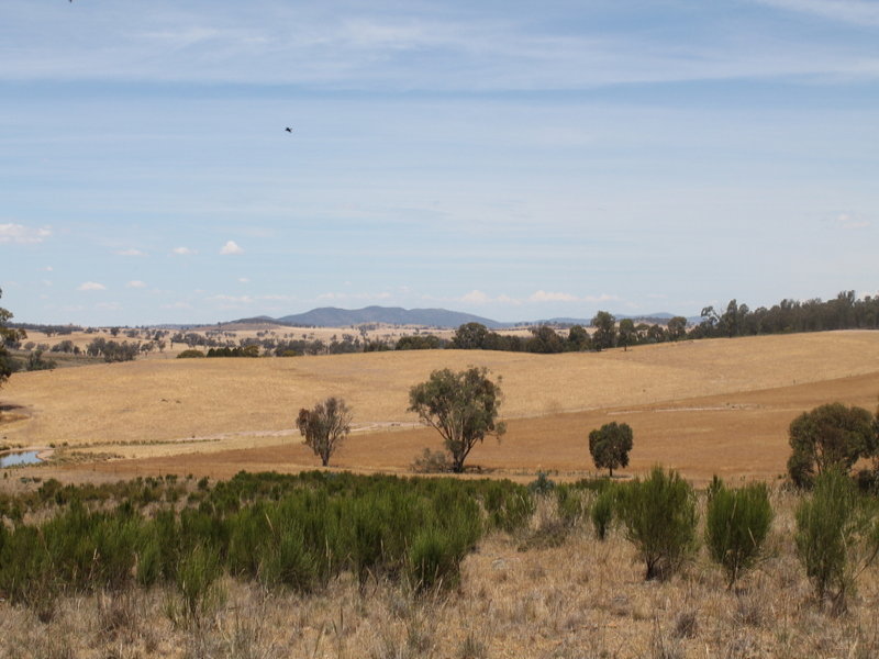 Farm For Sale in Cootamundra, NSW 2590 'rest Downs'