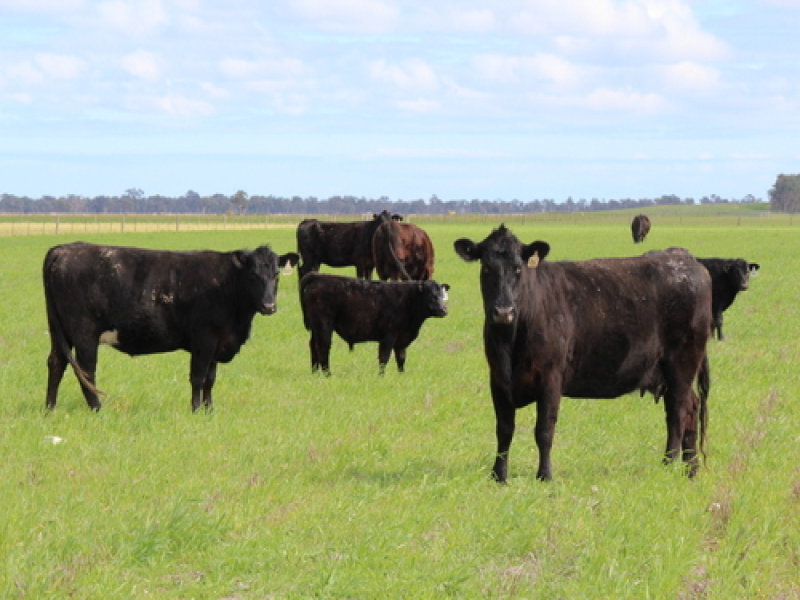 Business For Sale: Keith, SA 5267