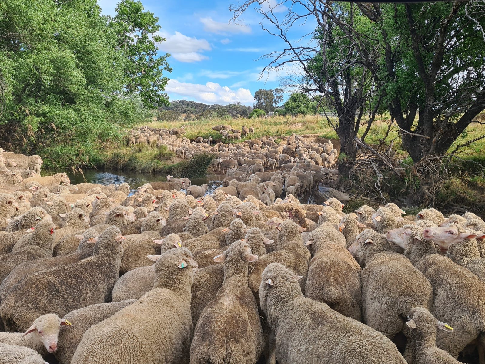 Farms For Sale in Orange, NSW 2800