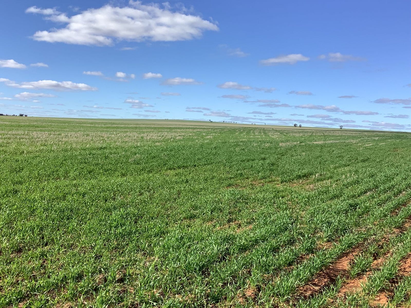 Business For Sale: Pinkawillinie, SA 5641