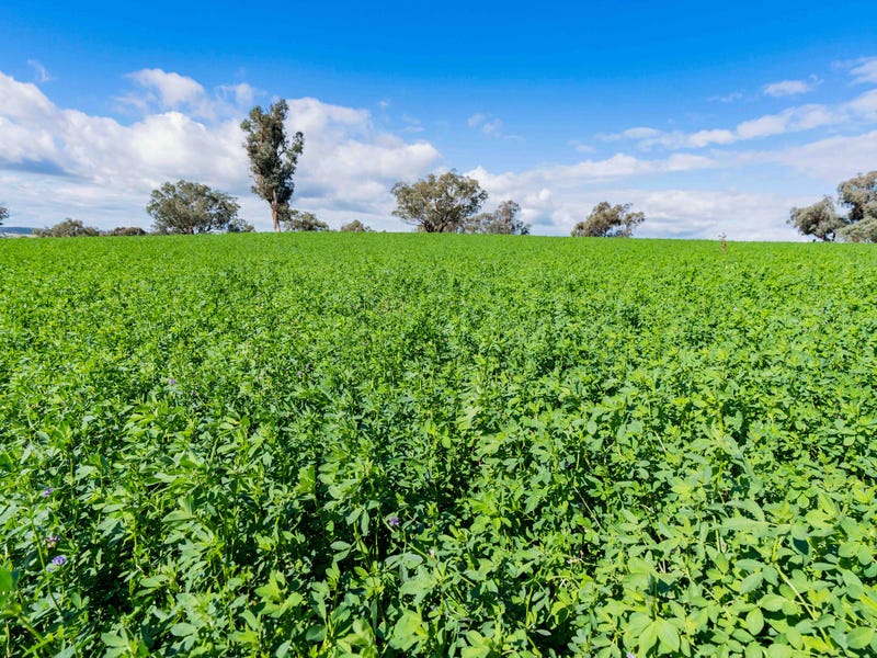 Farm For Sale in Cootamundra, NSW 2590