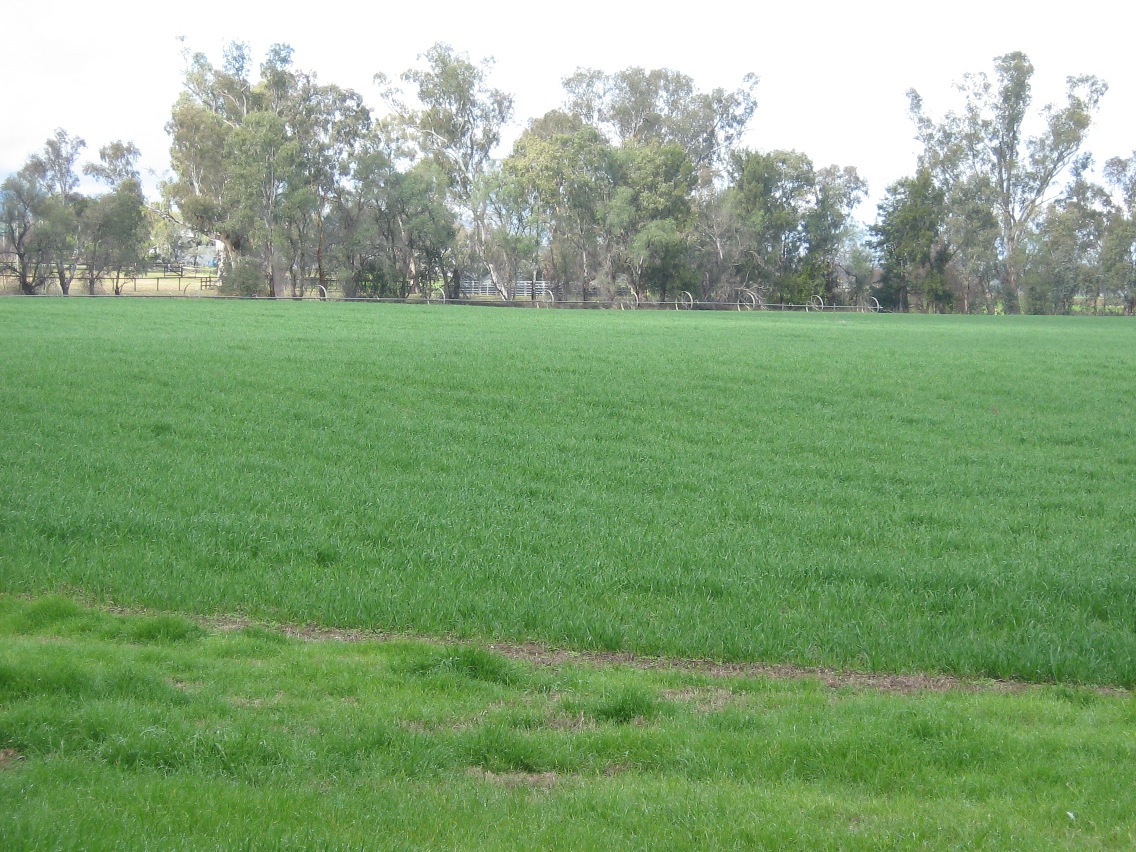 Farm For Sale in Tamworth, NSW 2340 Mccarthy Lane