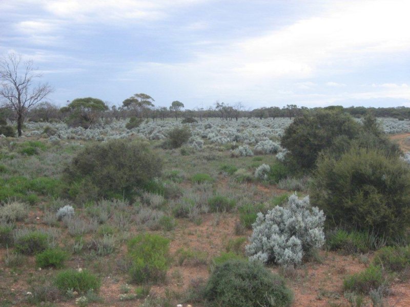 Business For Sale: Bower, SA 5374