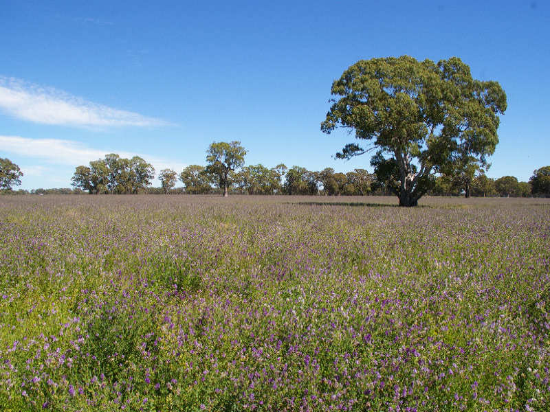 Farm For Sale in Naracoorte, SA 5271 Off Schinckels Road