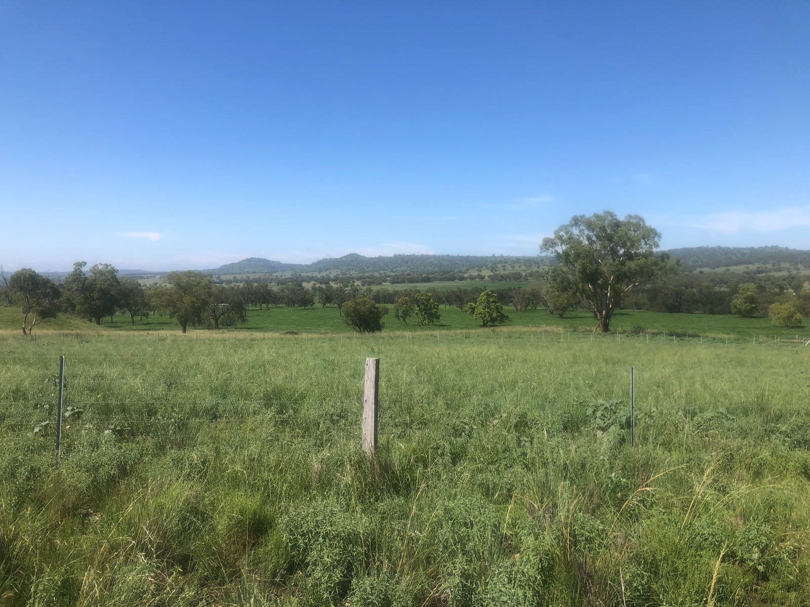 Business For Sale: Scone, NSW 2337