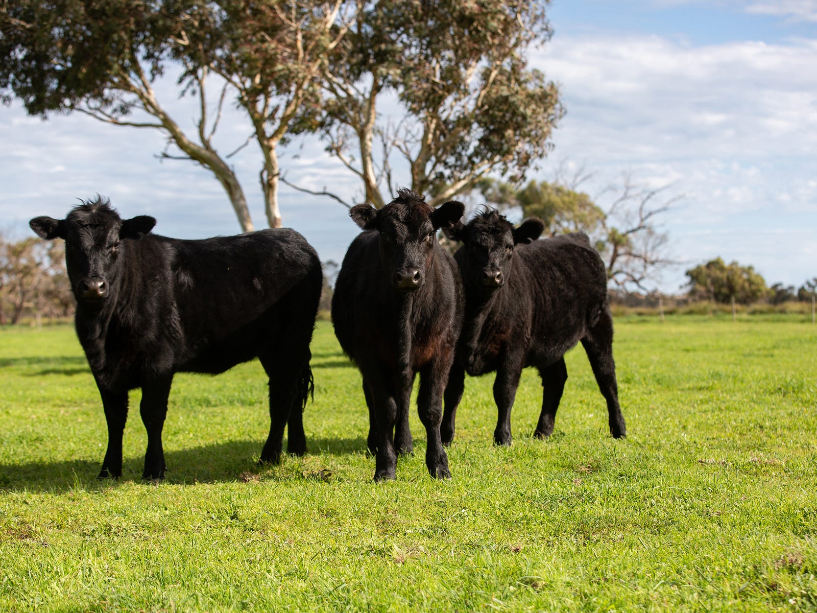 Farms For Sale in Kingston Se, SA 5275