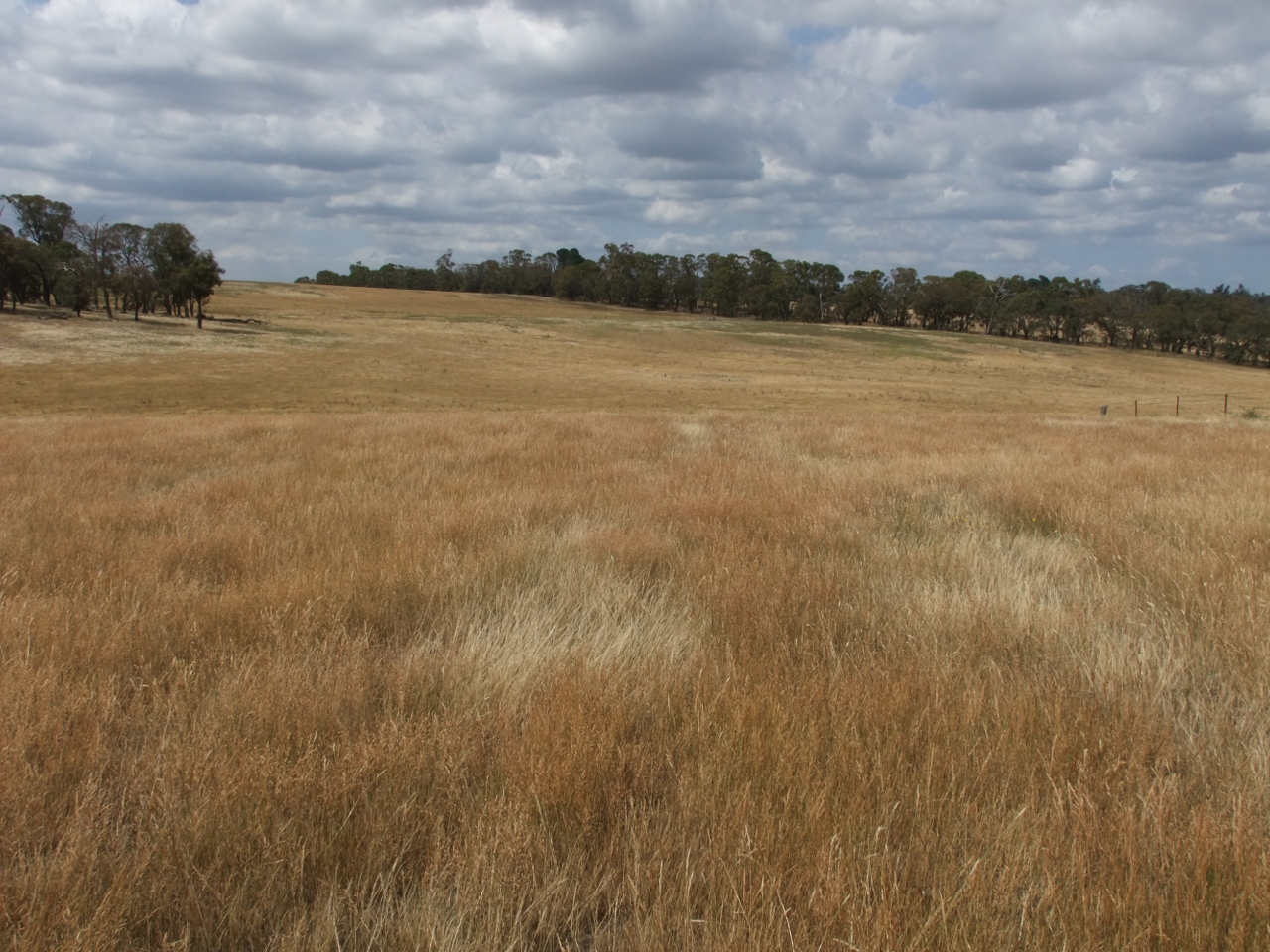 Business For Sale: Neville, NSW 2799