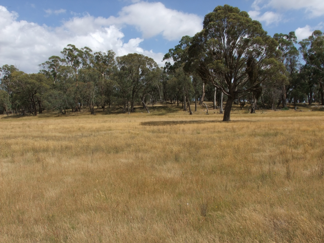 Business For Sale: Neville, NSW 2799