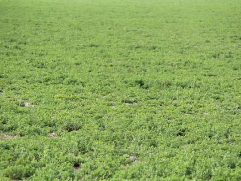 Business For Sale: Tintinara, SA 5266