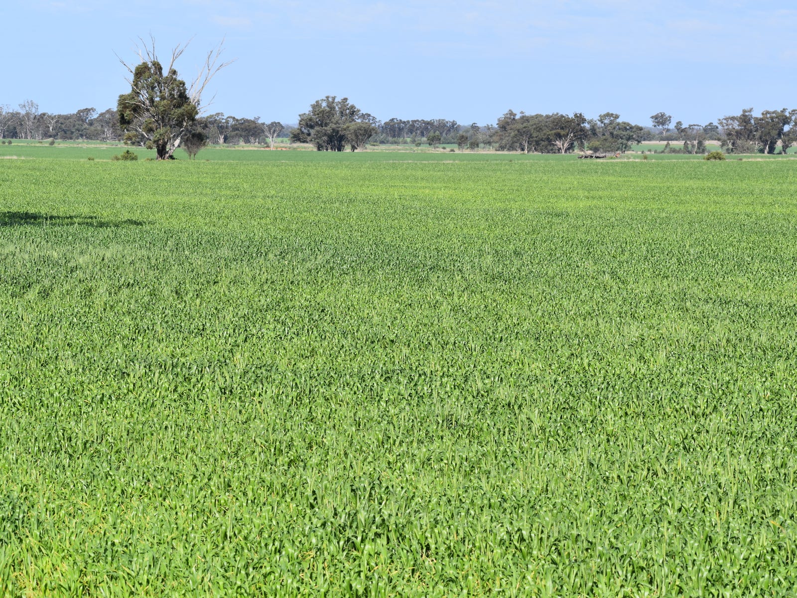 Business For Sale: Tullamore, NSW 2874
