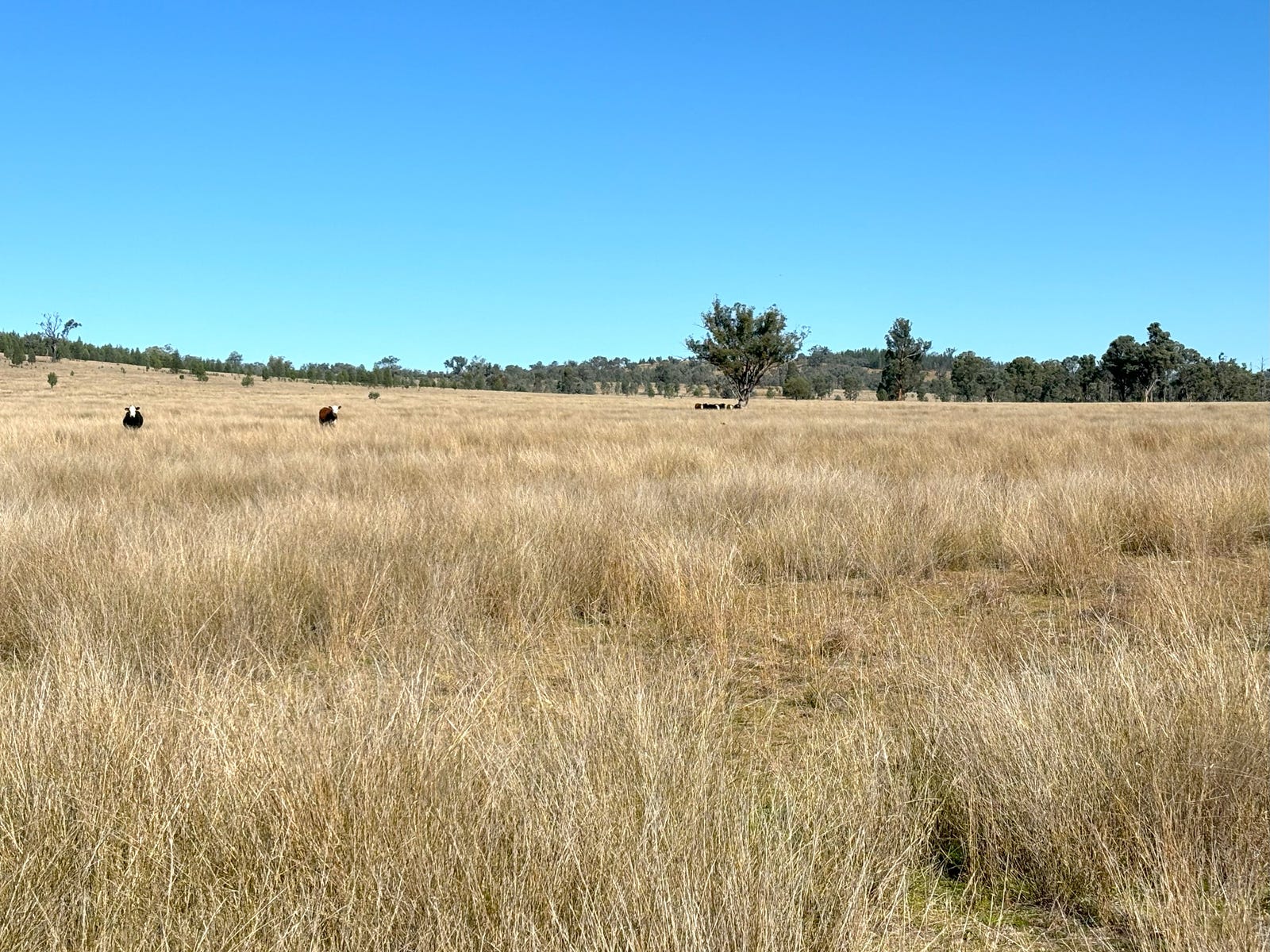 Business For Sale: Bonshaw, NSW 2361