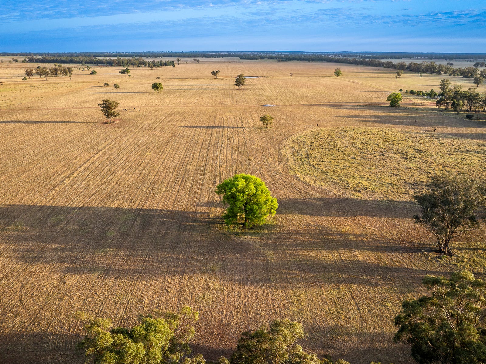 Farms For Sale in Trundle, NSW 2875