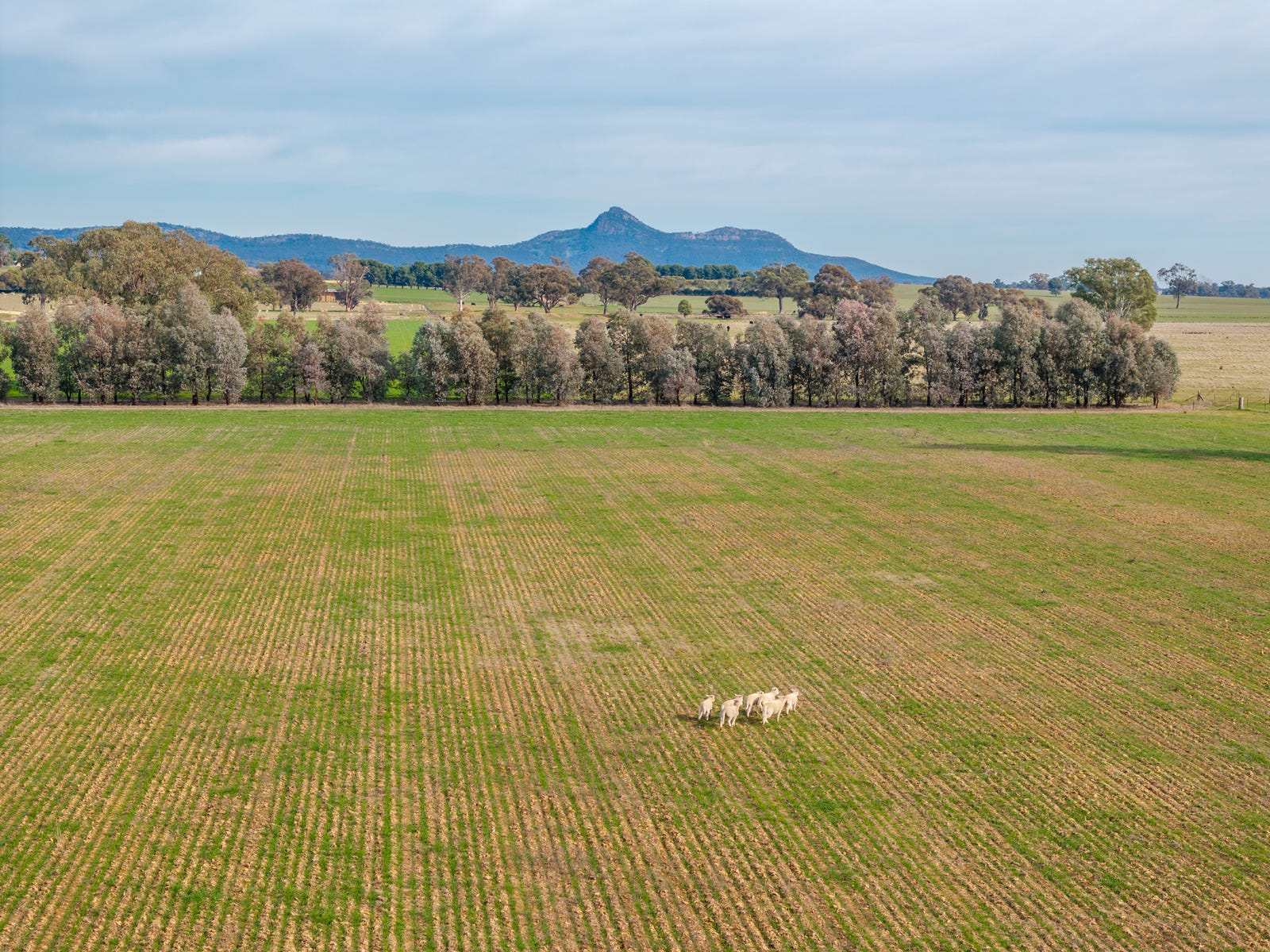 Business For Sale: The Rock, NSW 2655