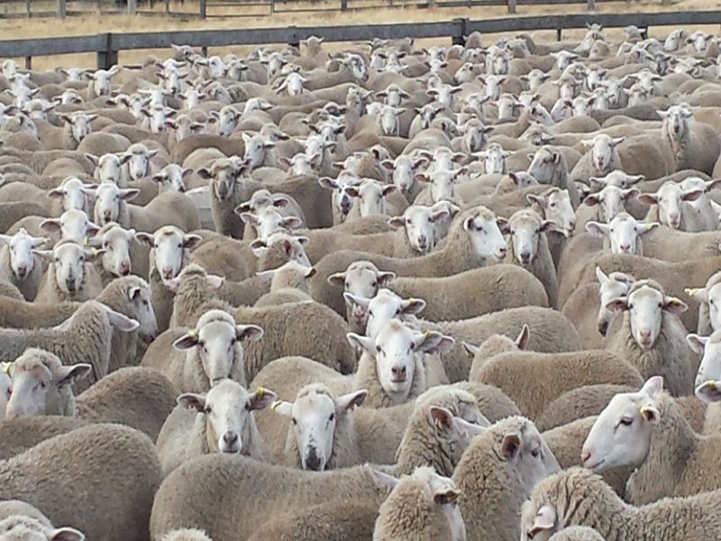 Farm For Sale in Fingal, Tas 7214 3837 Esk Main Road