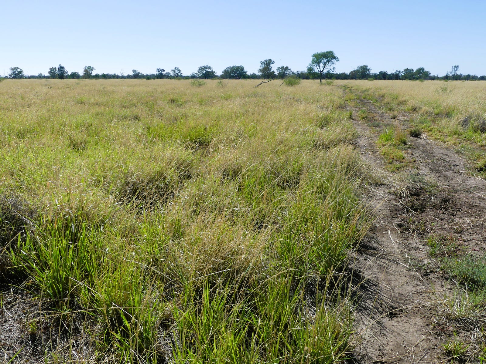 Business For Sale: Thallon, Qld 4497