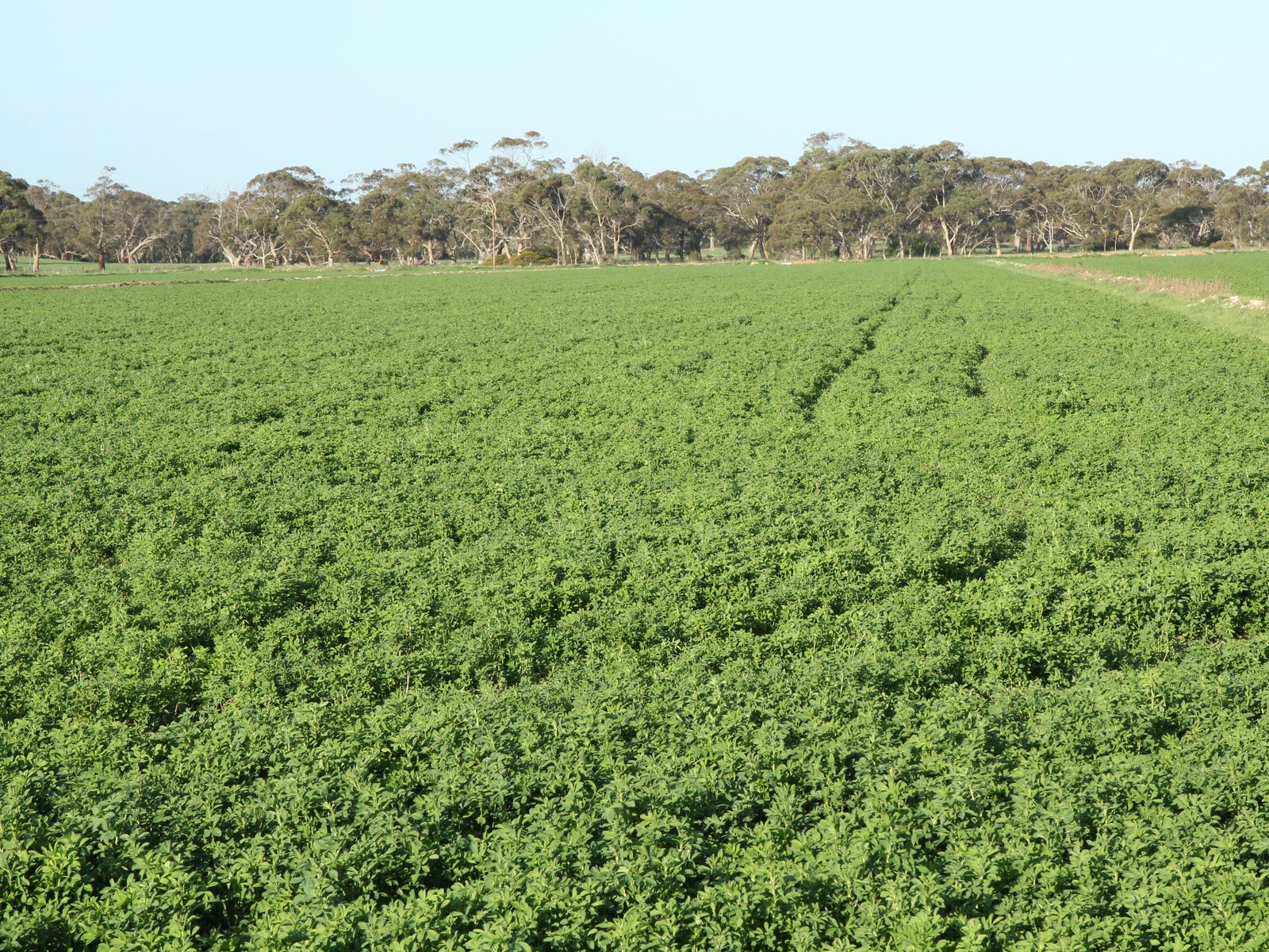 Business For Sale: Padthaway, SA 5271