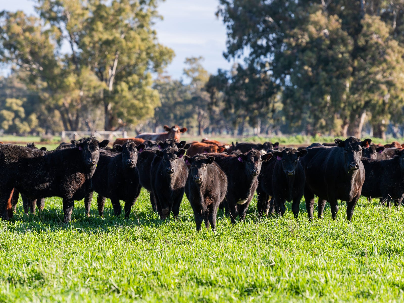 Business For Sale: Forbes, NSW 2871
