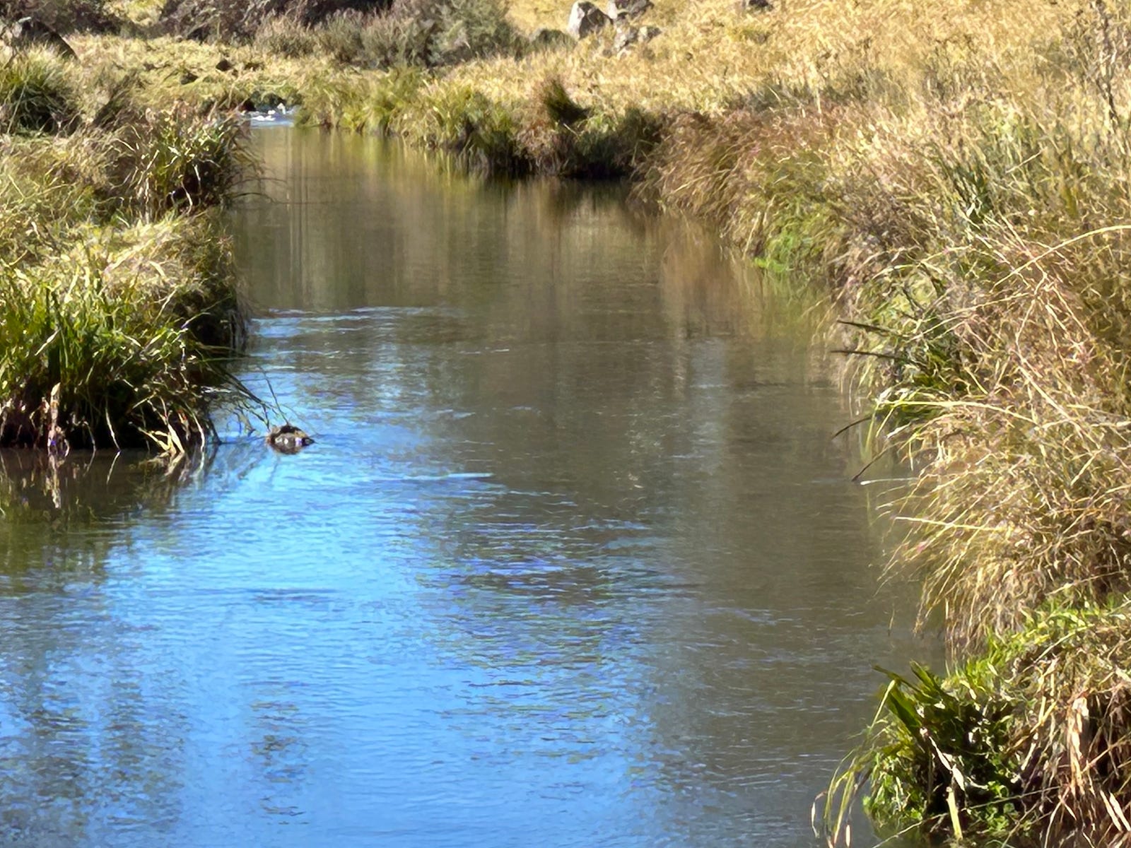 Business For Sale: Ebor, NSW 2453