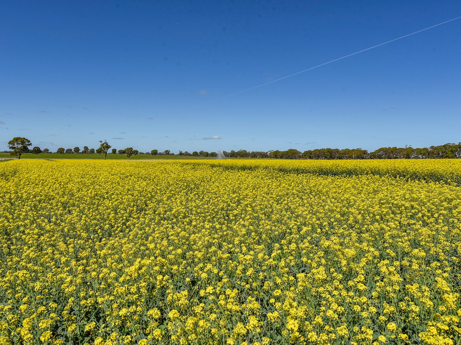 Business For Sale: Naracoorte, SA 5271