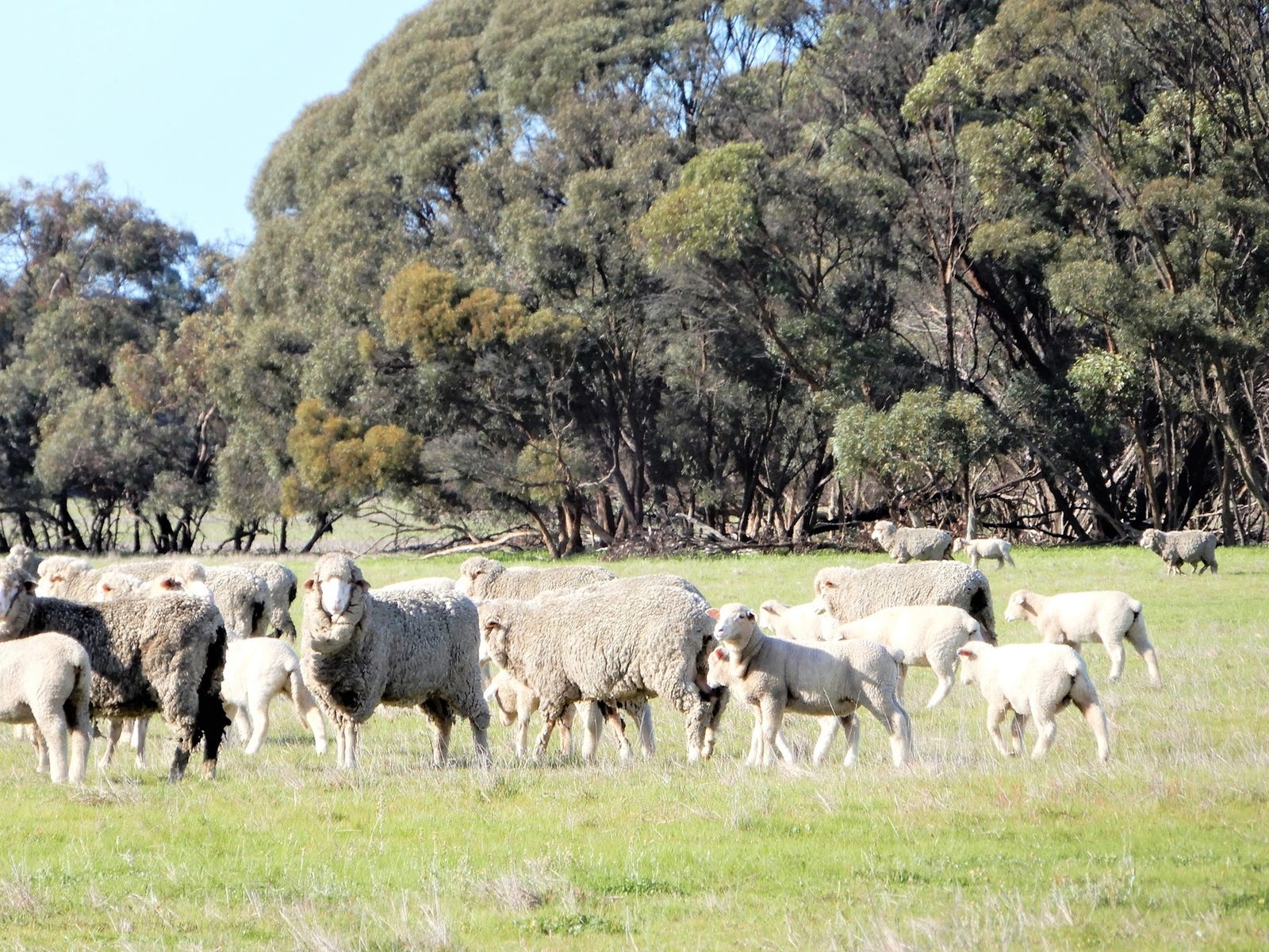Business For Sale: Mundulla West, SA 5270