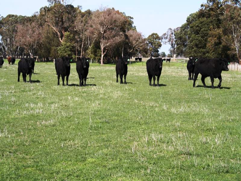 Business For Sale: Lucindale, SA 5272