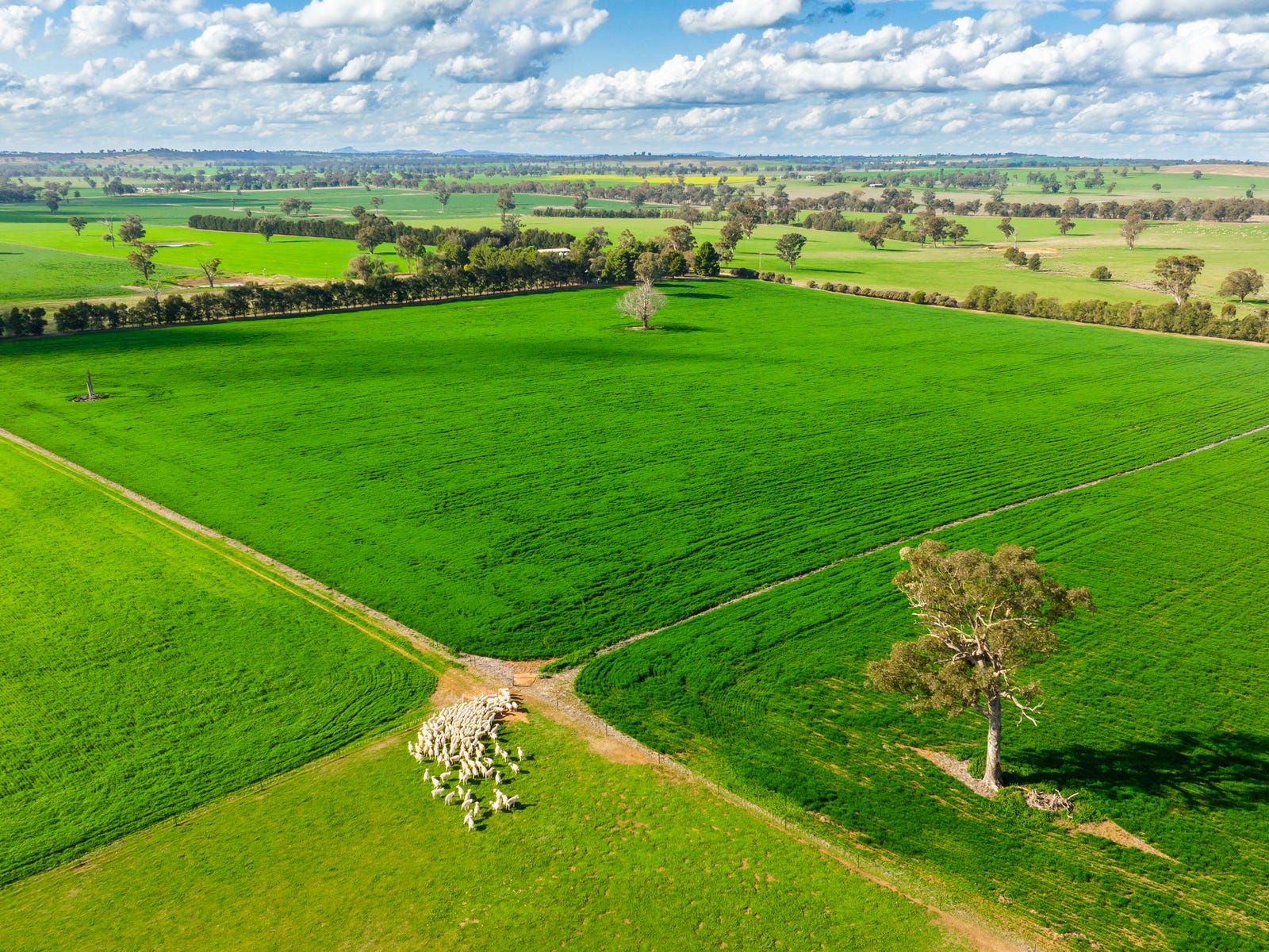 Business For Sale: Alma Park, NSW 2659