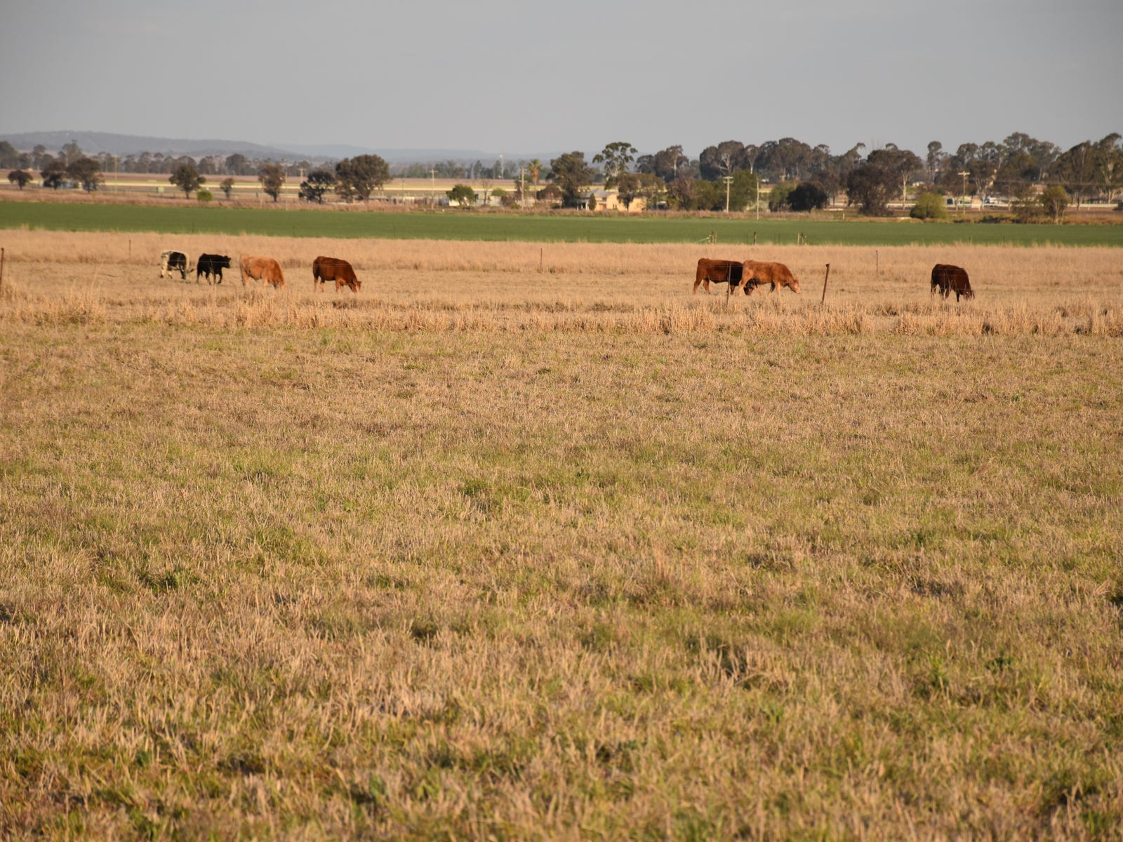 Business For Sale: Clifton, Qld 4361