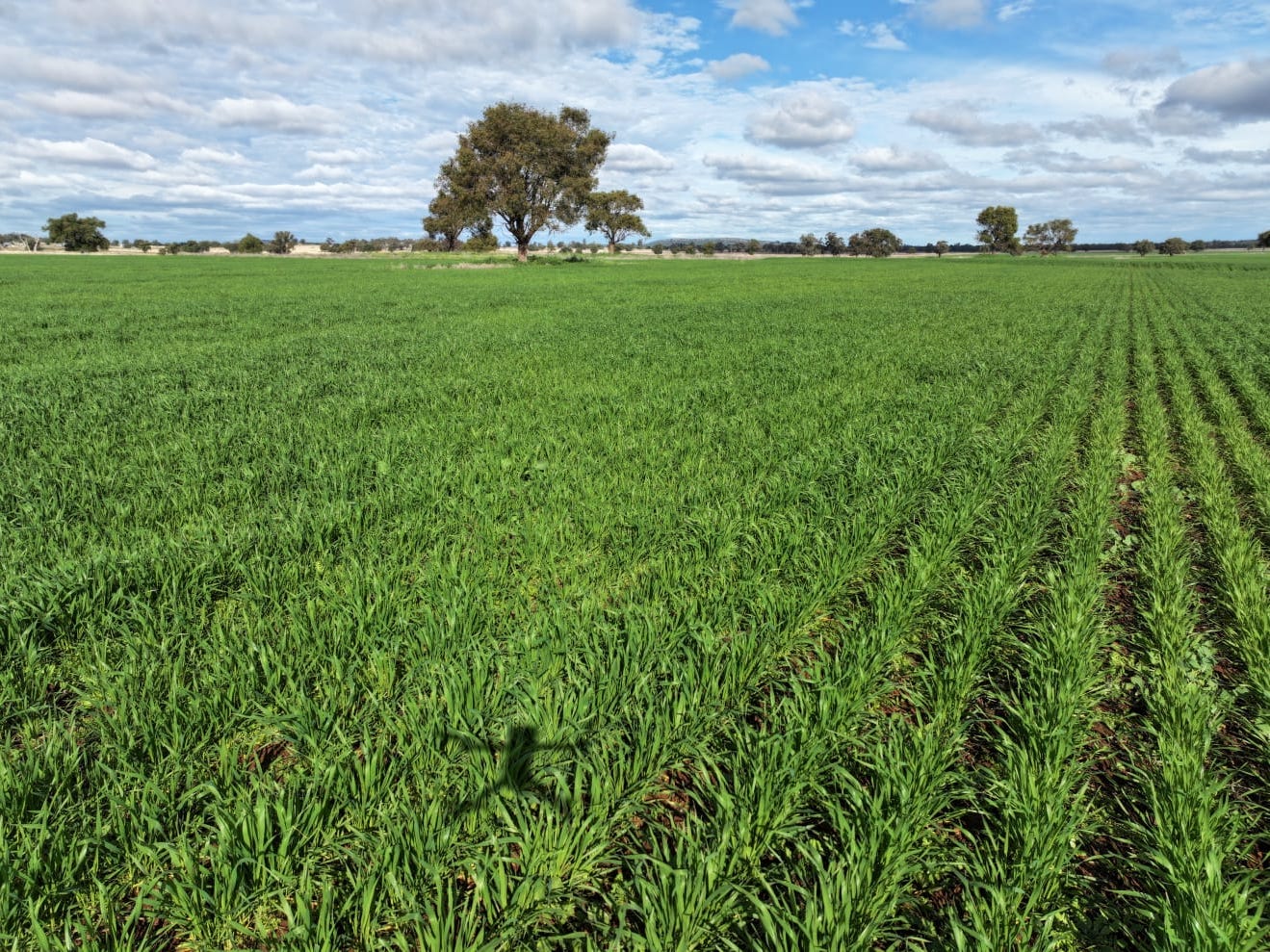 Business For Sale: Trundle, NSW 2875