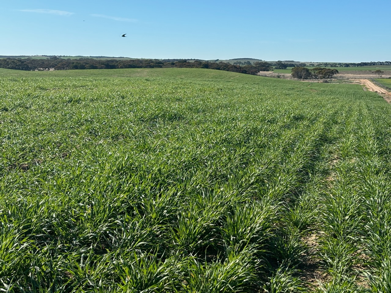 Business For Sale: Nhill, Vic 3418