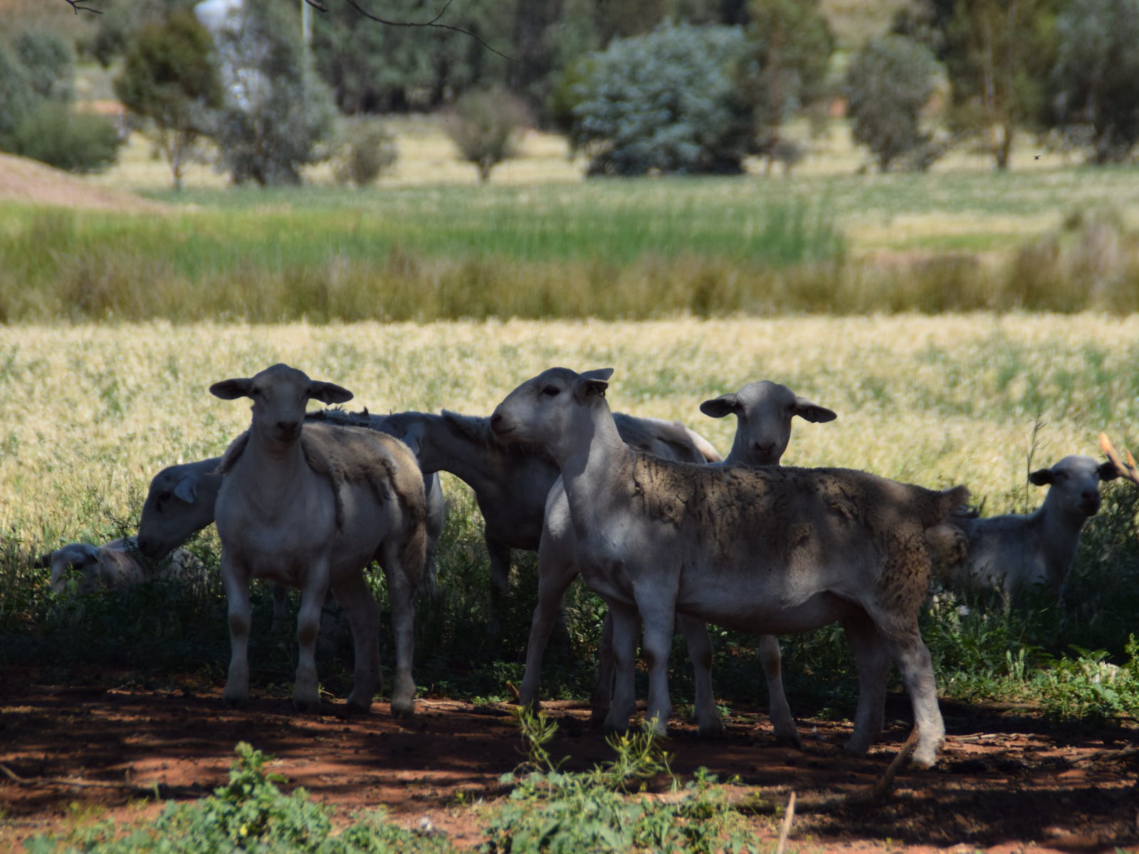 Business For Sale: Mendooran, NSW 2842