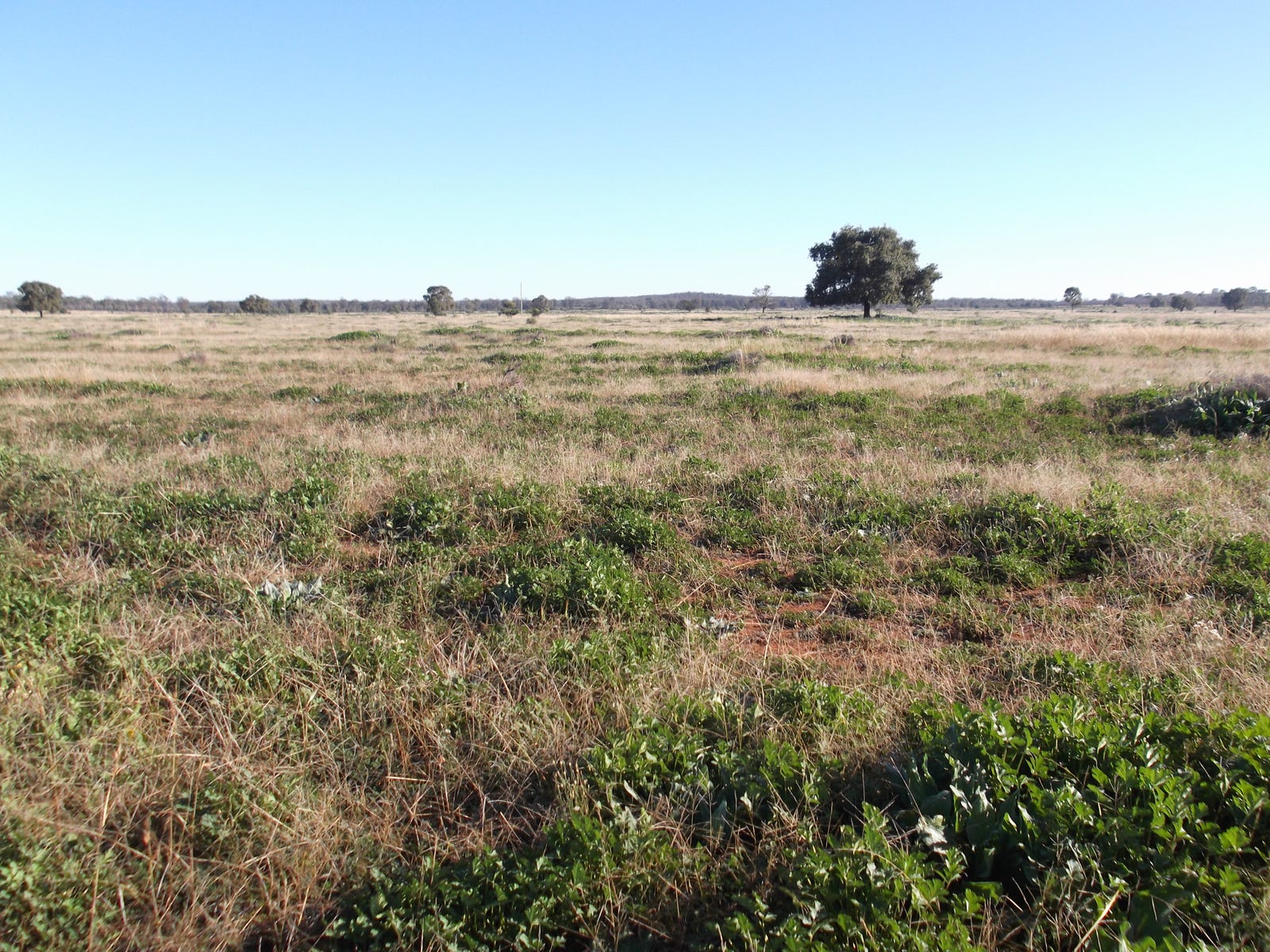 Business For Sale: Tottenham, NSW 2873